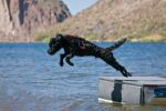 Portuguese Water Dog - Learning to Jump Off a Boat