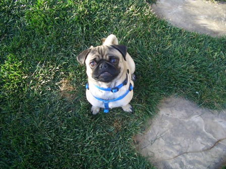 Milo the Pug