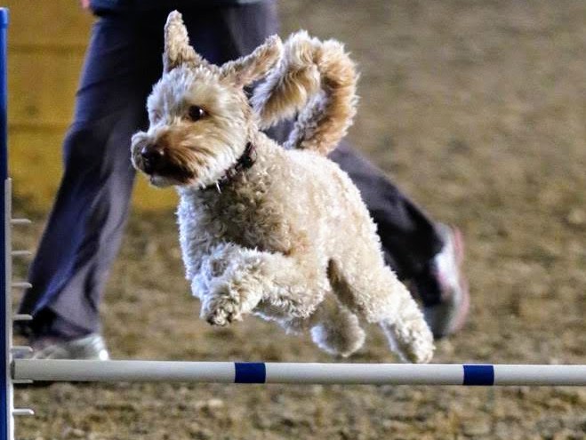 Hops shows off his hops!