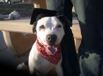 Titan, the Pitbull, Graduates