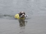 Cabrillo Learns to Retrieve