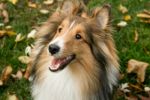 Happy Sheltie