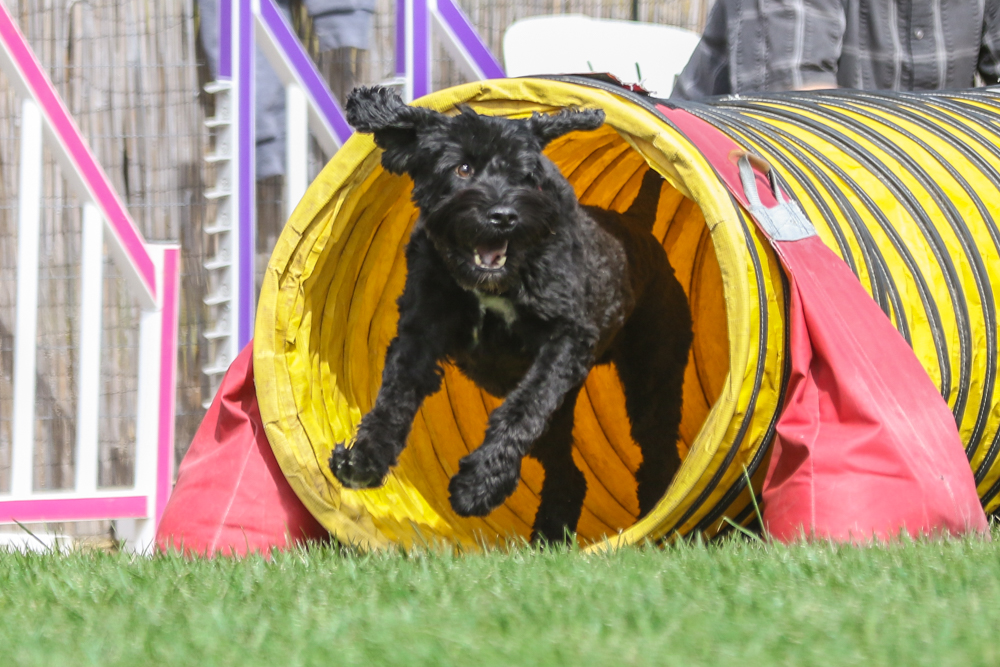 Snorkel takes the Tunnel!