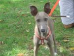 Rupert the Speedy Italian Greyhound