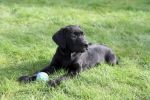 Black Labrador Puppy