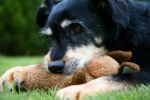 Chew Toys for Dogs